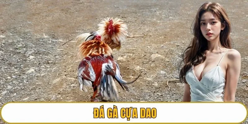 Đá gà cựa dao