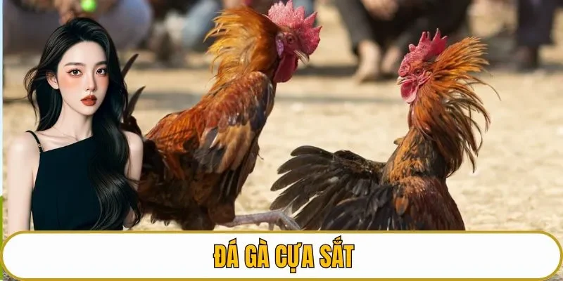 Đá gà cựa sắt