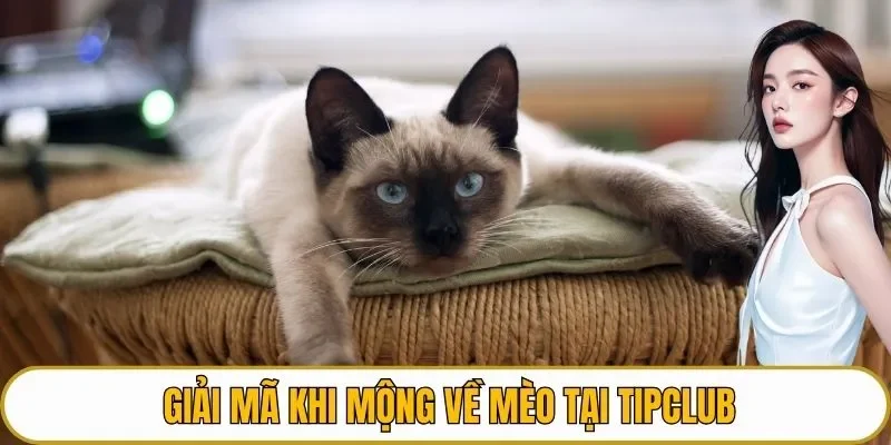 Giải mã khi mộng về mèo tại TIPCLUB