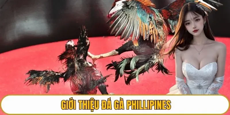 Giới thiệu đá gà Phillipines