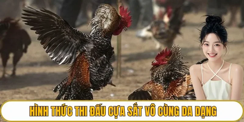 Hình thức thi đấu cựa sắt vô cùng da dạng