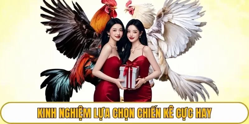 Kinh nghiệm lựa chọn chiến kê cực hay